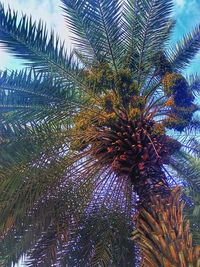 Low angle view of palm tree against sky