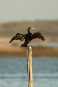 Bird perching on wooden post in sea against sky at sunset