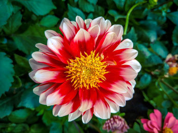 Close-up of red flower