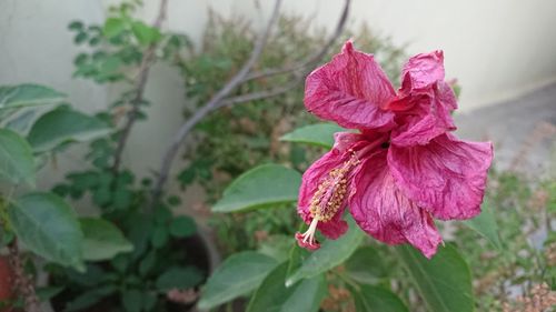 Close-up of hibiscus blooming outdoors