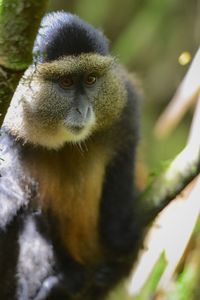 Close-up of monkey on tree