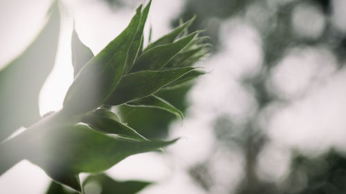 Close-up of plant