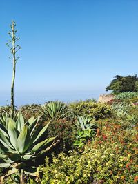 Plants by sea against clear blue sky