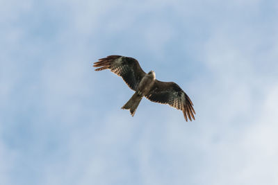 Low angle view of eagle flying