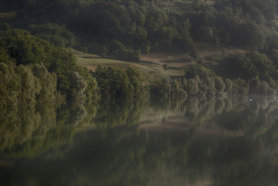 Scenic view of lake against trees in forest