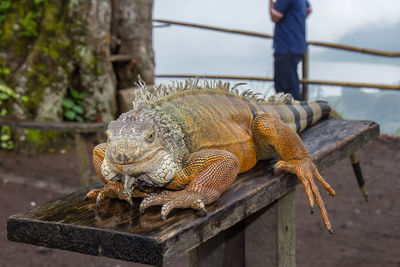 Close-up of lizard