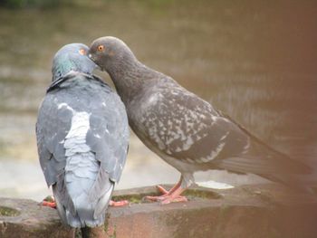 Close-up of pigeons perching