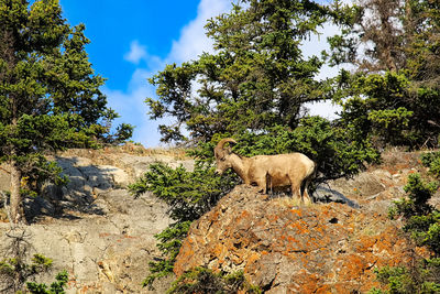 A bighorn sheep stands on the top of a rocky mound.