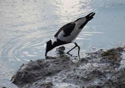 Bird perching on lake