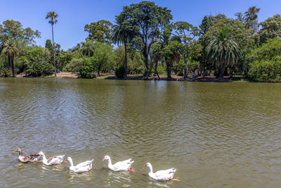 Swans swimming in lake