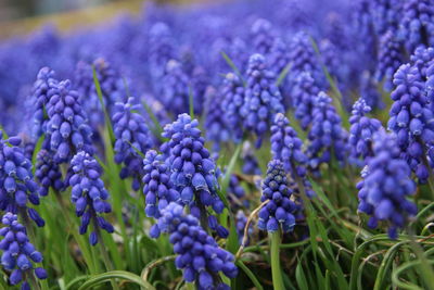 Close-up of purple lavender flowers on field