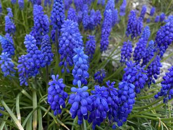 Close-up of purple flowering plants