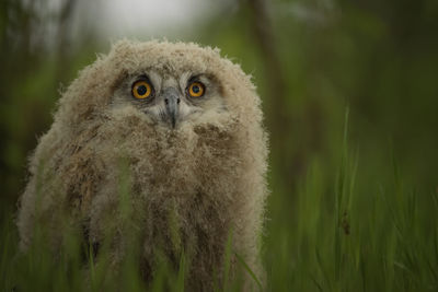 Portrait of owl on grass