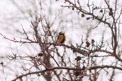 Low angle view of bird perching on tree