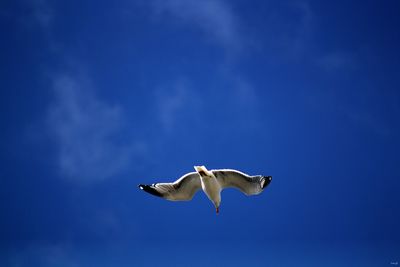 Low angle view of birds flying against blue sky