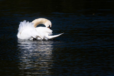 Mute swan, cygnus olor, floating and preening on a lake, england, uk