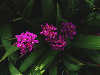Close-up of pink flowering plants