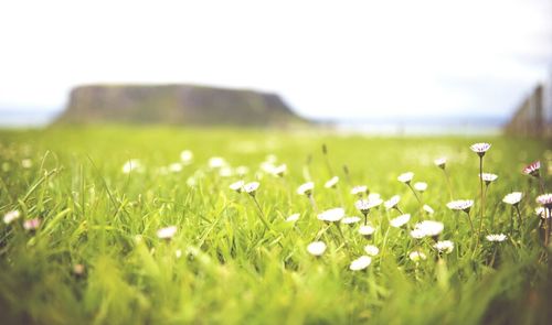 Close-up of grass growing on field