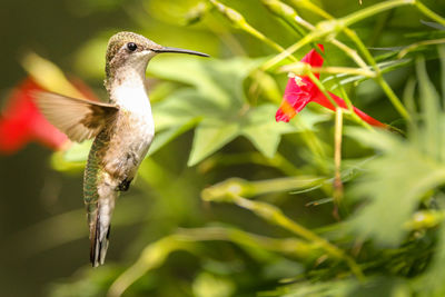 Close-up of a bird flying