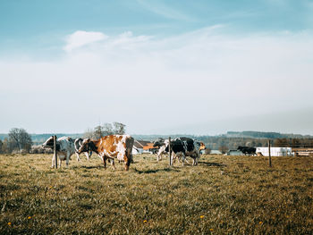 Horses on field against sky