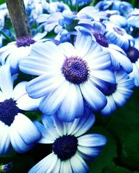 Close-up of flowers blooming outdoors