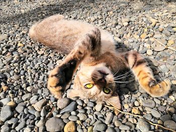 High angle view of a cat on rock