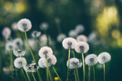 Close-up of dandelion growing on field