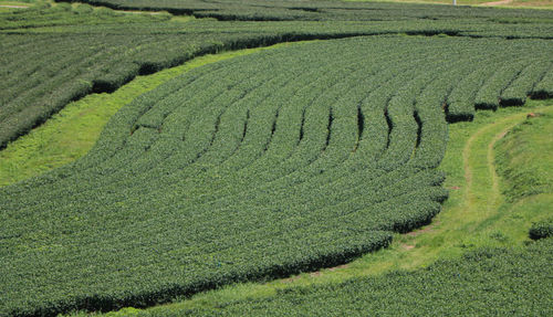 High angle view of rice field