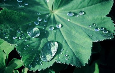 Close-up of raindrops on leaves