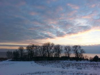 Trees against sky during winter