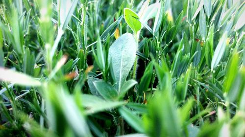 Close-up of grass growing on field