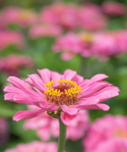 Close-up of pink flowers