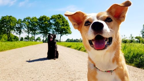 Portrait of dogs sticking out tongue on road against sky