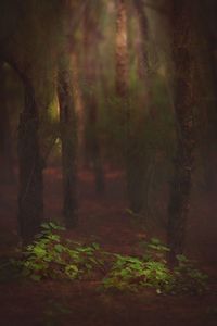 Trees growing in forest