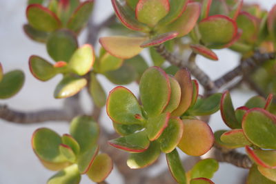 Jade plant, crassula ovata, a species of pigmyweeds. dollar plant, lucky plant, money tree. tenerife