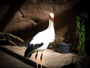 Close-up of seagull perching on wall