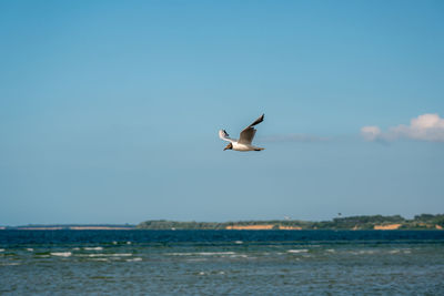 Seagull flying over sea against sky