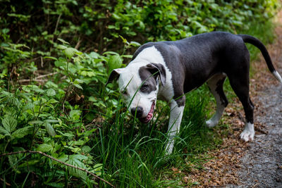 Dog looking away on field