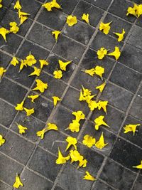 High angle view of yellow flowers on footpath