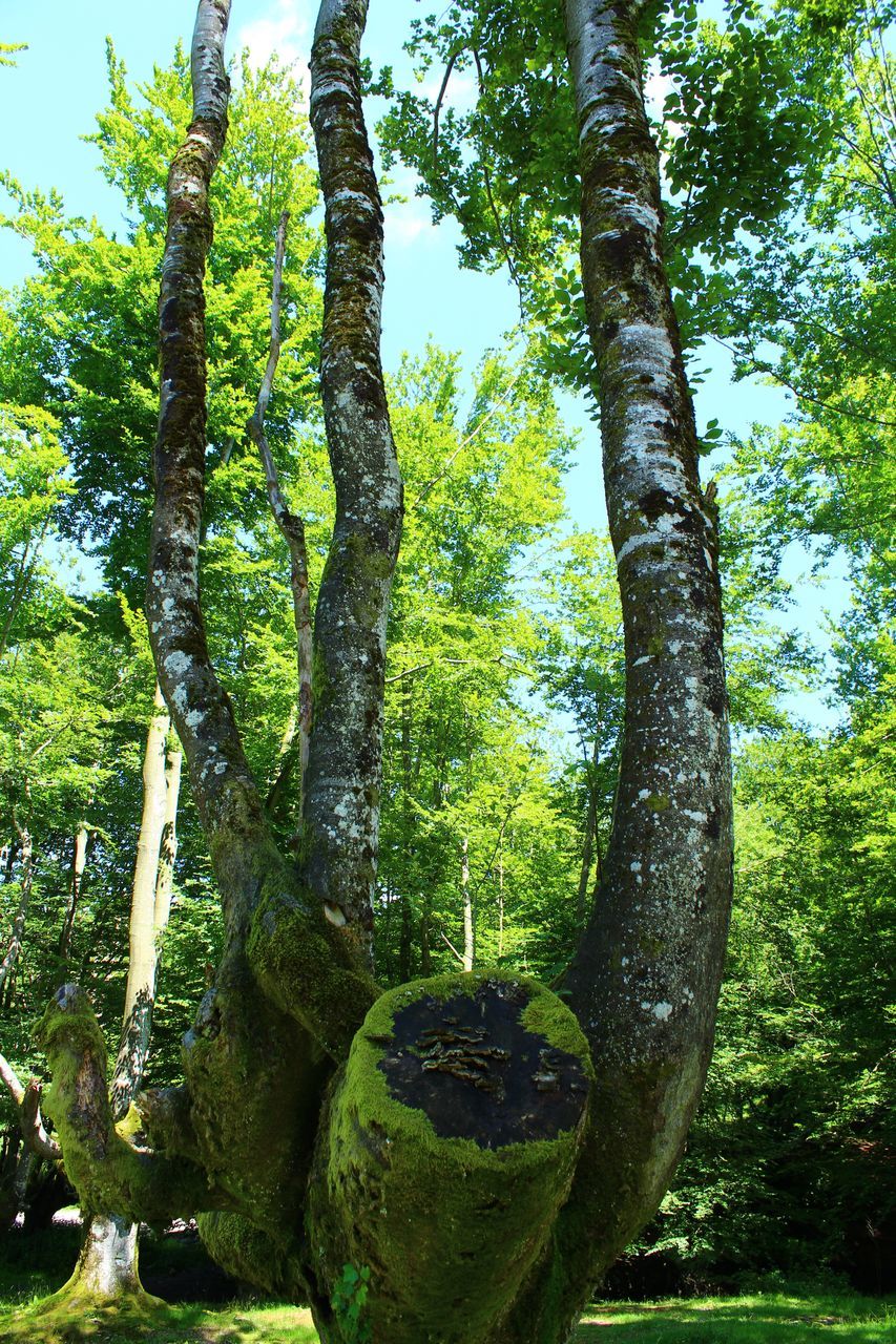 tree, plant, tree trunk, green color, growth, trunk, nature, day, no people, outdoors, forest, beauty in nature, land, tranquility, plant part, leaf, branch, focus on foreground, moss, foliage