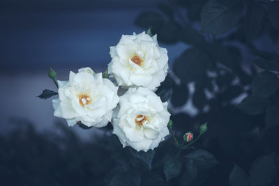 Close-up of white flower