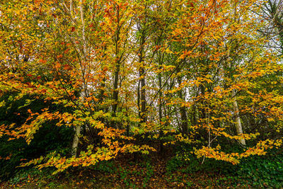 Autumn tree in forest