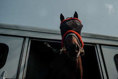 Low angle view of horse looking at window