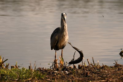 Heron feeding