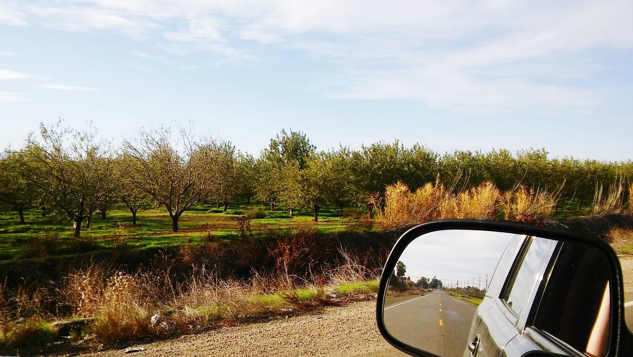 tree, sky, water, nature, transportation, day, no people, growth, scenics, beauty in nature, land vehicle, outdoors