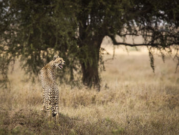 Full length of a cat