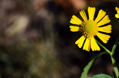 Close-up of yellow flowering plant