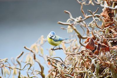 Bird perching on branch