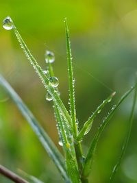 Close-up of wet plant during rainy season