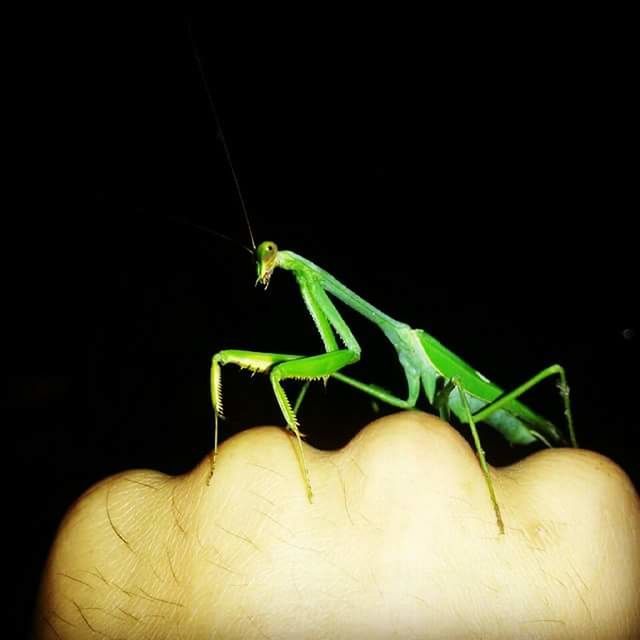 CROPPED IMAGE OF INSECT ON GLASS